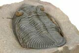 Gorgeous Zlichovaspis Trilobite - Orange Eyes #301714-5